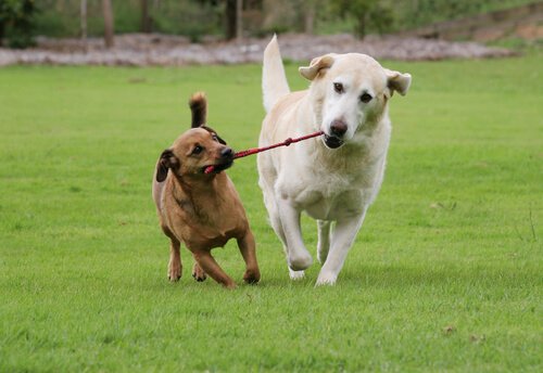 Cachorros brincando com corda