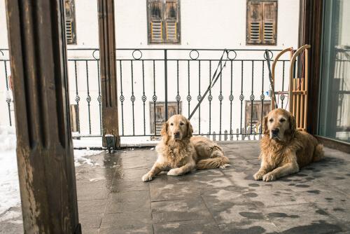 Cães descansando na varanda