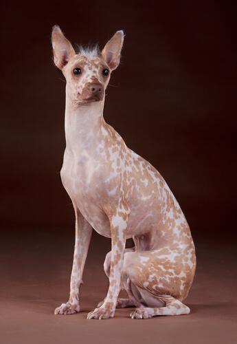 Cão pelado peruano