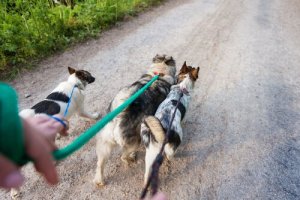 Dicas para trabalhar como Dog Walker
