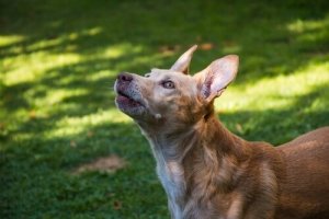 História dos cães podengo: quantos tipos existem?