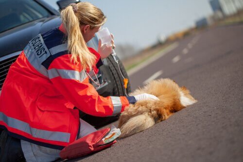 cão atropelado recebendo primeiros socorros