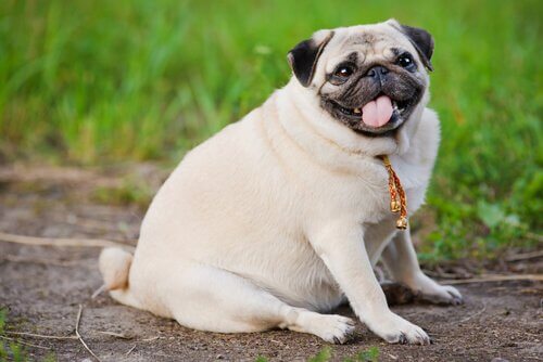 Cães obesos: semelhanças com a obesidade humana