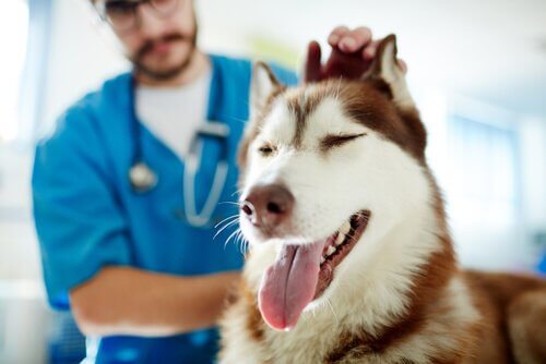 Cachorro no veterinário