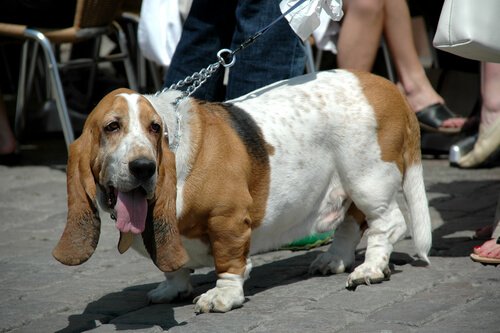 Cão obeso passeando.