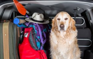 Capas de carro para cães: saiba mais!