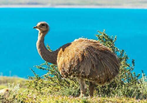 Ema: um dos animais que vivem em pastagens