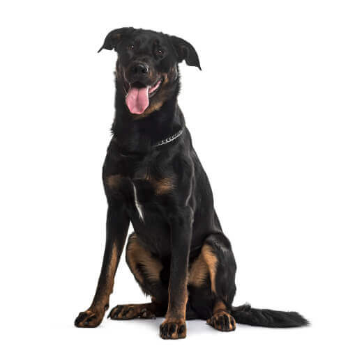 Comportamento do pastor-de-beauce