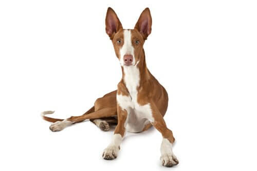 Quantos tipos de cães podengo existem?
