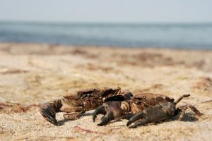 Diferenças entre caranguejo e navalheira