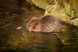 Castores na Espanha?