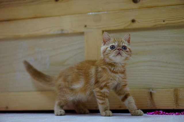 Filhote de gato exótico