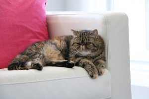 Gato exótico: você conhece essa espécie tão curiosa?