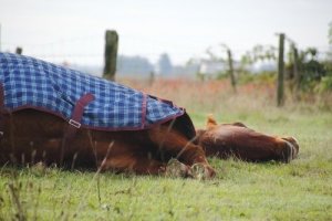 Cavalos dormem em pé ou deitados? Saiba aqui!