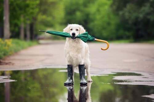 ensinar qualquer truque ao seu cão