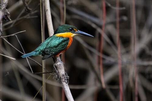 Martim-pescador-anão