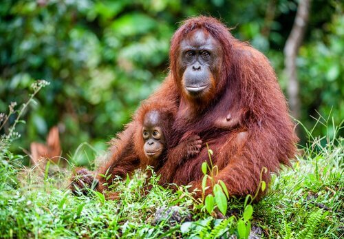 Mãe orangotango com filhote