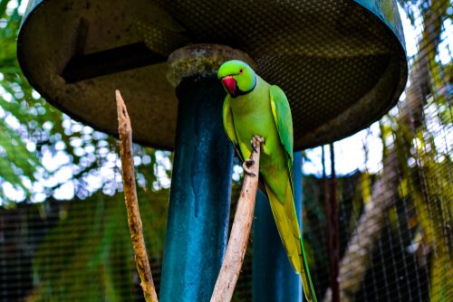 Papagaios ameaçados pelo comércio de animais exóticos