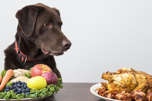 Cachorro olhando para galeto e diante de prato com vegetais