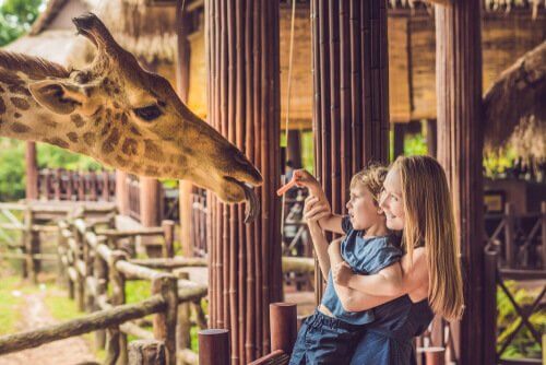 Mãe e filho alimentando girafa no zoológico