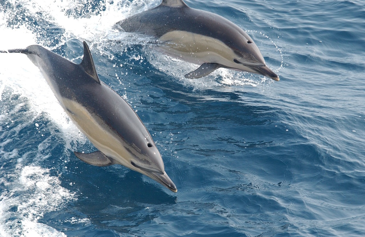 Golfinhos saltando no mar