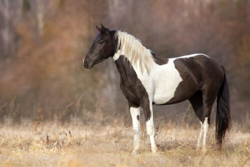 Cavalo malhado