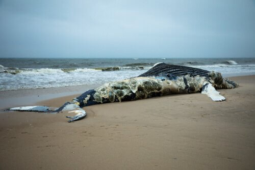Baleia encalhada na praia