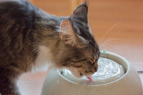 como os gatos bebem agua