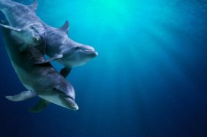 Como os golfinhos mergulham?