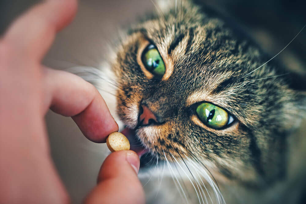 dar comprimidos para gatos