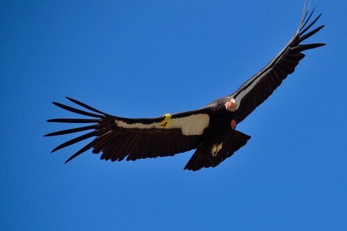 Alimentação do condor-da-Califórnia