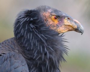 Condor-da-Califórnia: seu papel na limpeza