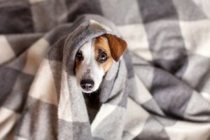 Coronavírus canino: sintomas e tratamento