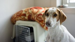 8 dicas para cuidar de um animal de estimação com segurança