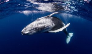 Curiosidades sobre as baleias