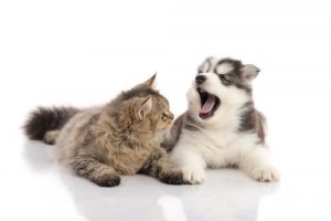 Queda de dentes em cães e gatos