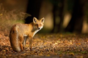 Dia Mundial dos Animais, uma data muito especial