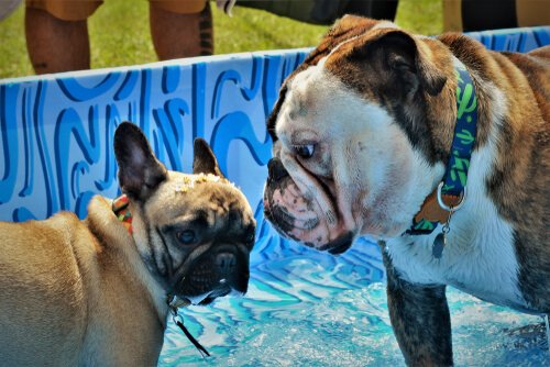 buldogue inglês e francês numa piscina