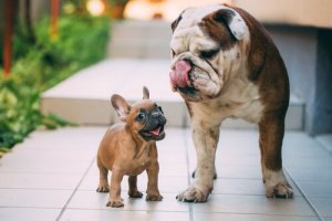 Diferenças entre o buldogue francês e o buldogue inglês