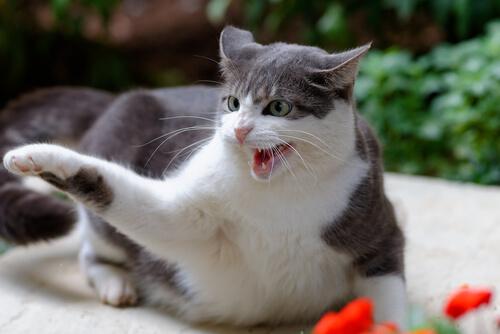 Doença da arranhadura do gato