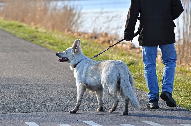 Homem passeando com cachorro