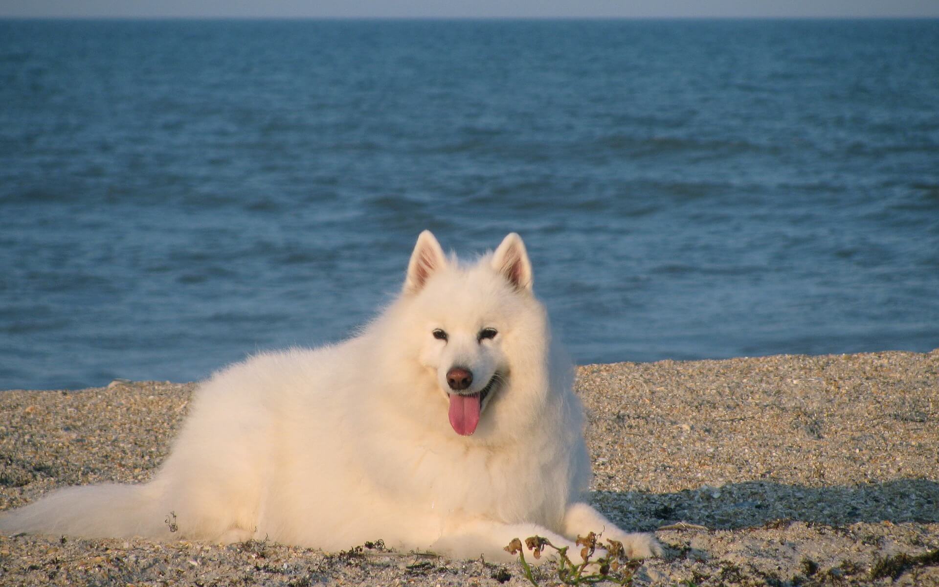 Cachorro Samoieda na praia