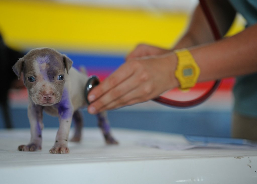 A cinomose canina pode ser contraída mesmo após o cão ser vacinado?