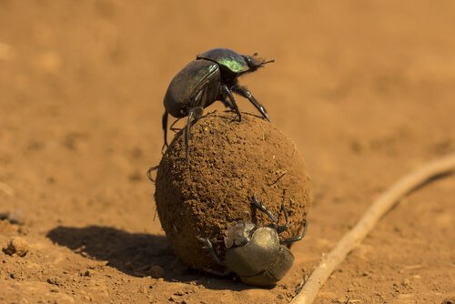 Dois escaravelhos com bola de esterco