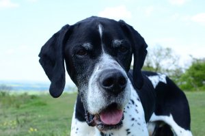 Pointer Inglês: descubra tudo sobre esse caçador europeu