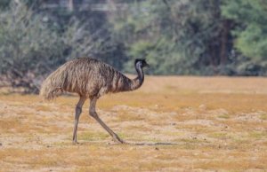 5 animais endêmicos da Austrália