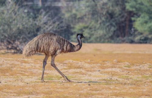 5 animais endêmicos da Austrália