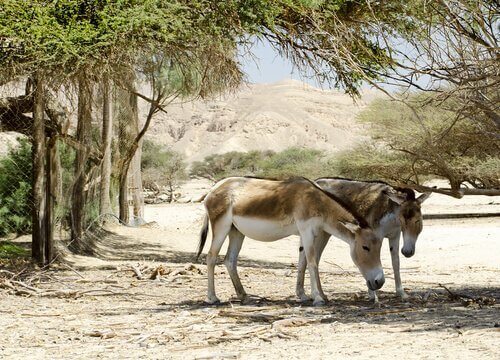 asno selvagem asiático comportamento