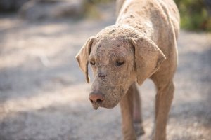 Escabiose em cães: diagnóstico e tratamento