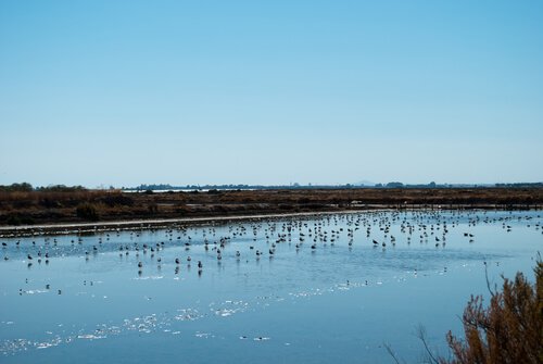 Espécies de aves em Doñana